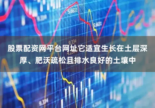 股票配资网平台网址它适宜生长在土层深厚、肥沃疏松且排水良好的土壤中